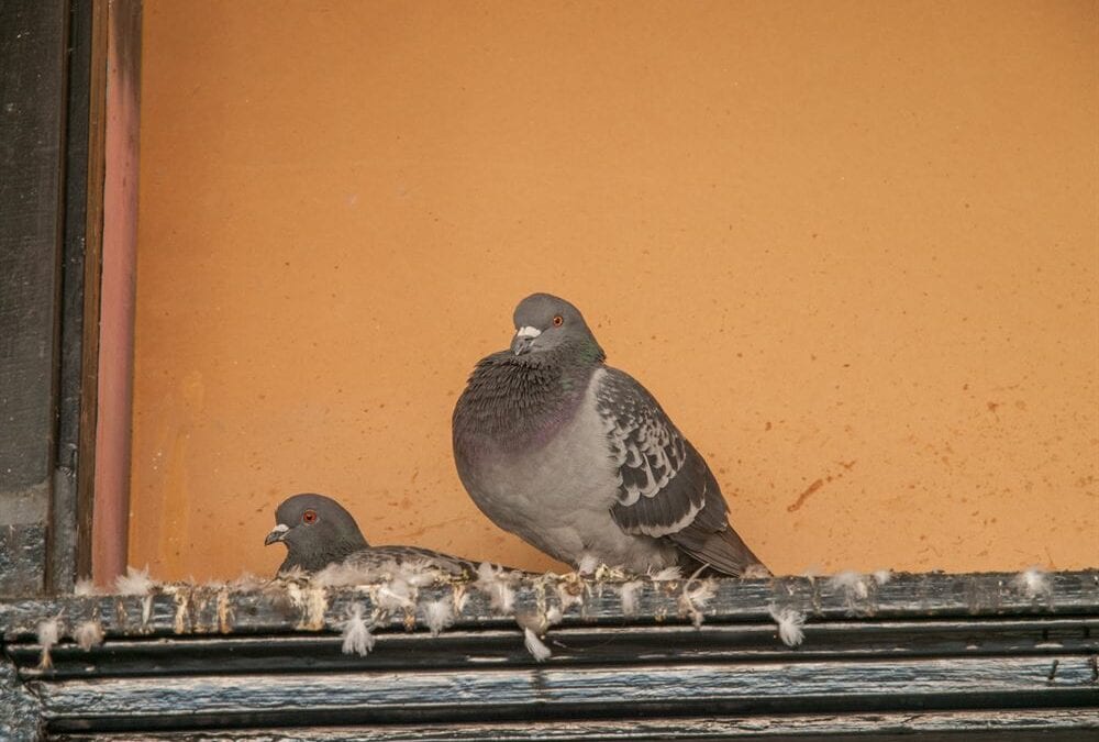 pigeons nesting in gutters before bird spike installation Chicago